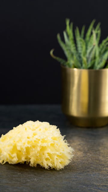 Natural sponge