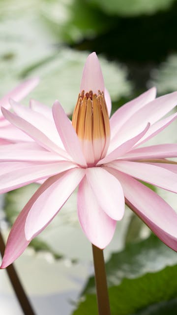 Waterlily